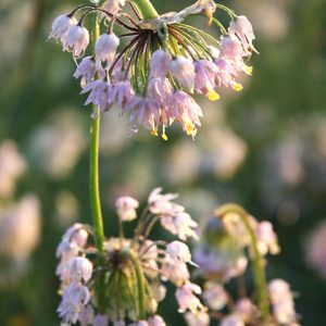 Nodding wild onion (Allium cernuum)