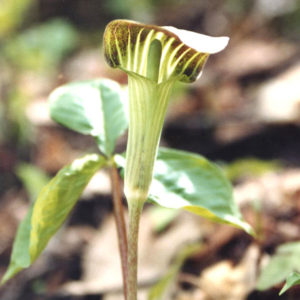Jack-in-the-Pulpit (Arisaema triphyllum)