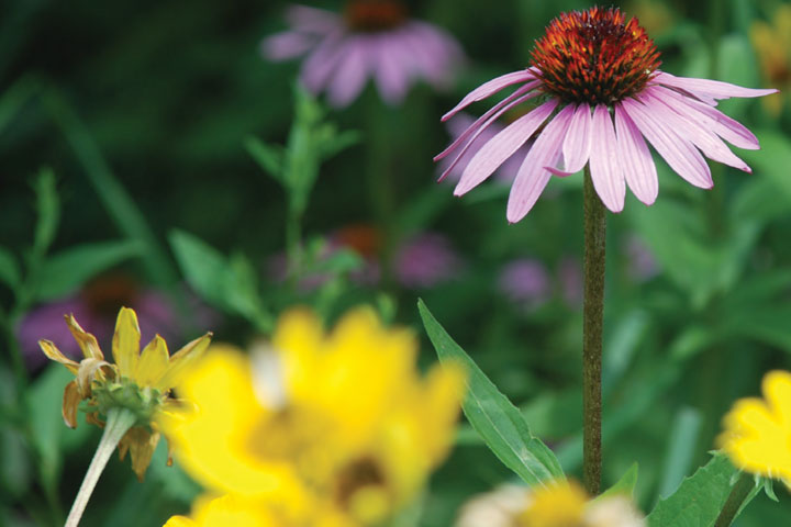 PollinatorMeadow-720x480