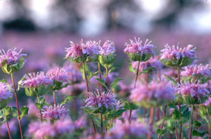 Monarda-fistulosa-2006