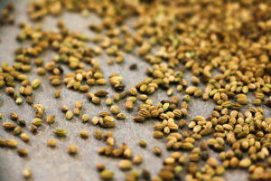 Thalictrum-dioicum-seeds