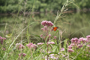 HP-Plants-LincolnPark-1000
