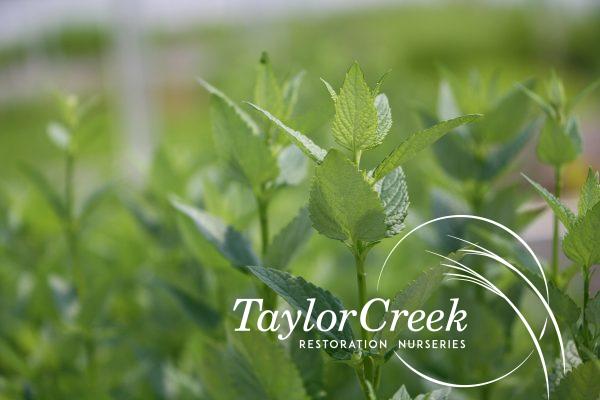 Lavender hyssop (Agastache foeniculum)