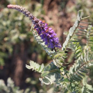 Lead plant (Amorpha canescens)