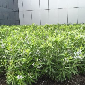 Shining bluestar (Amsonia illustris)
