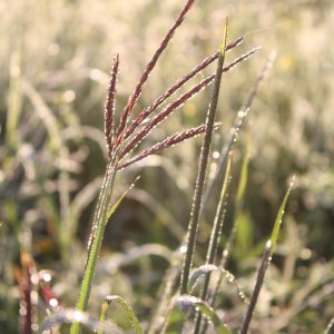 Big bluestem (Andropogon gerardii)
