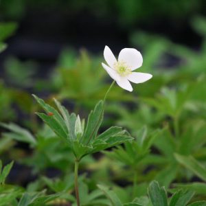 Meadow anemone (Anemone canadensis)