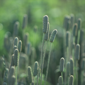 Thimbleweed (Anemone cylindrica)