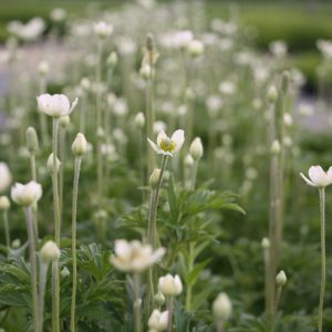 Tall/Virginia anemone (Anemone virginiana)