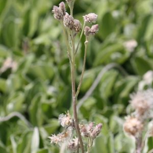 Pussy toes (Antennaria plantagrifolia)