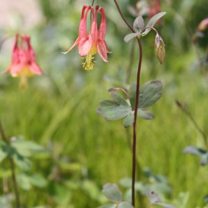 Wild columbine (Aquilegia canadensis)
