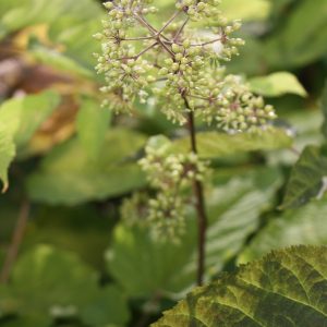 Spikenard (Aralia racemosa)