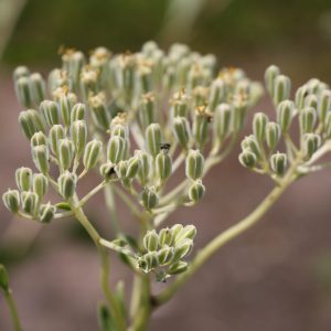 Prairie Indian plantain (Arnoglossum plantagineum)