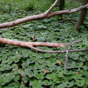 Wild ginger (Asarum canadense var. canadense)