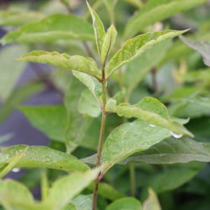 Poke milkweed (Asclepias exaltata)