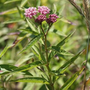 Swamp milkweed (Asclepias incarnata)