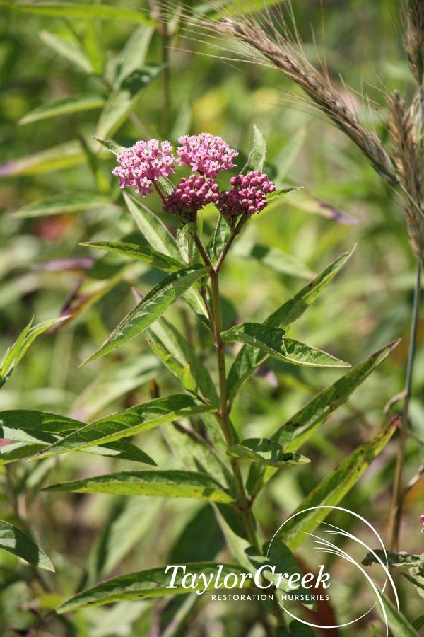 Swamp milkweed (Asclepias incarnata)
