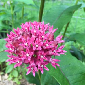 Purple milkweed (Asclepias purpurescens)