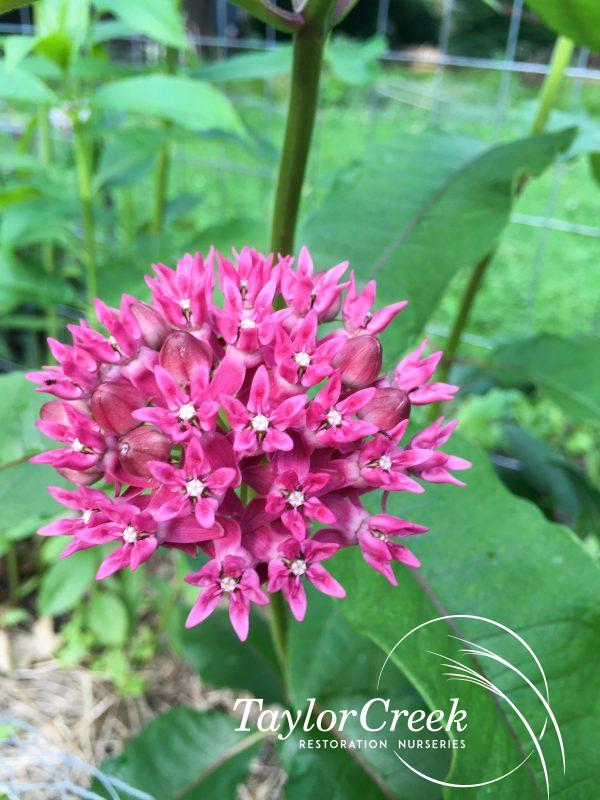 Purple milkweed (Asclepias purpurescens)