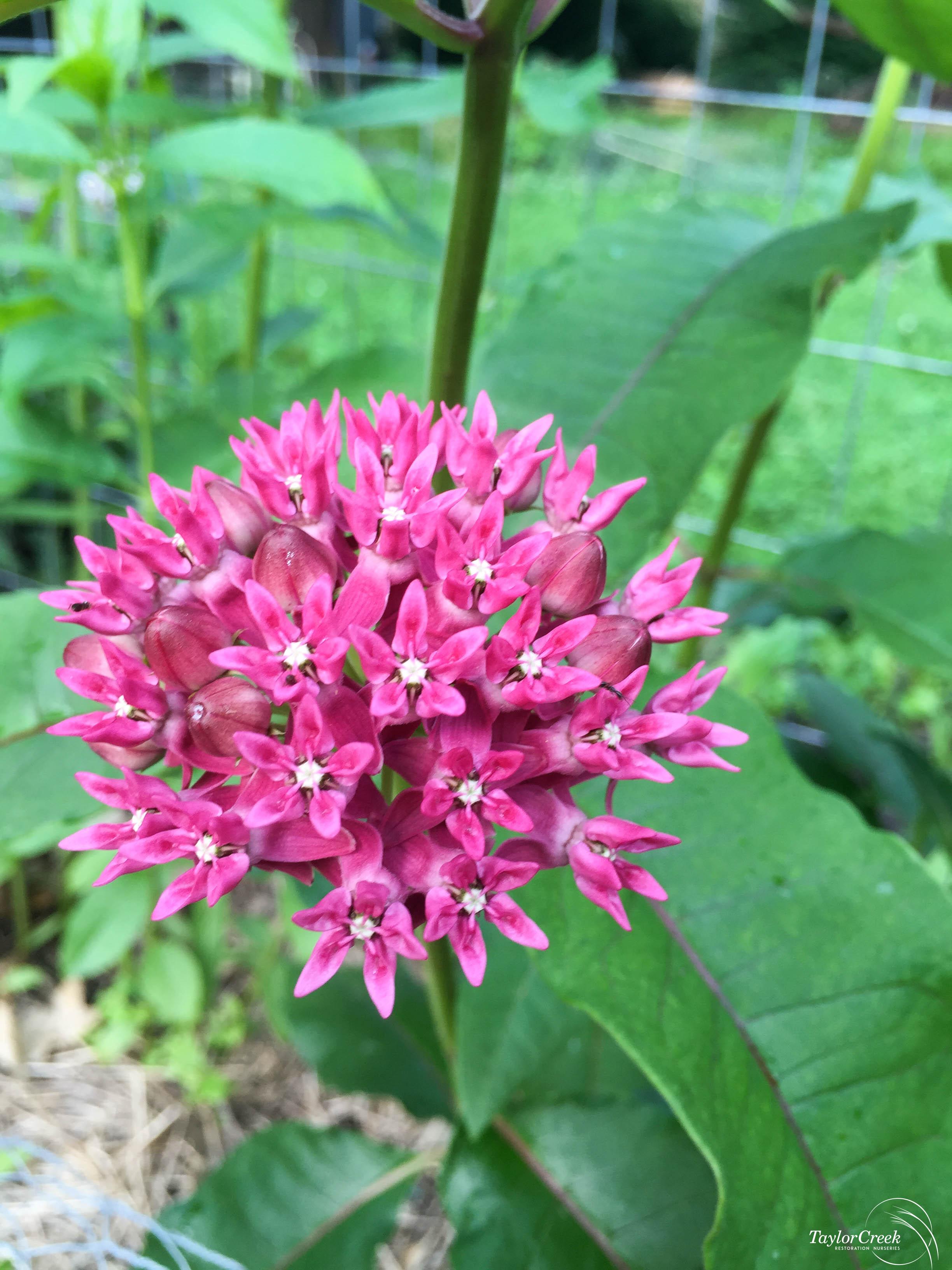 Purple milkweed (Asclepias purpurescens) Taylor Creek Restoration