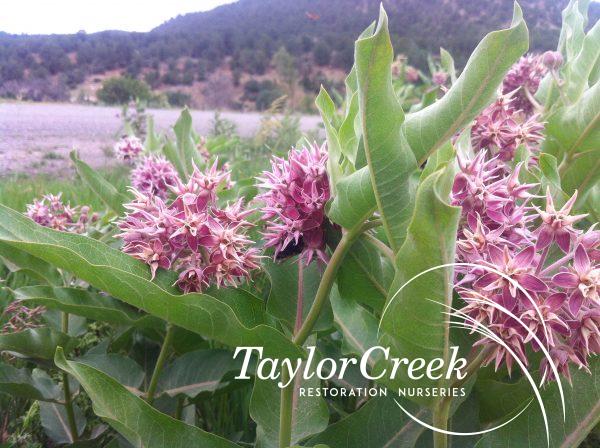 Showy milkweed (Asclepias speciosa)