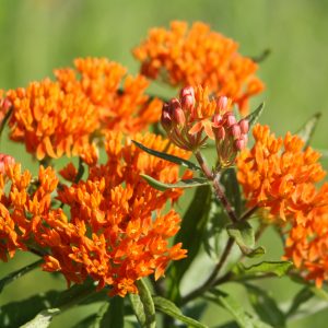 Butterfly milkweed (Asclepias tuberosa)