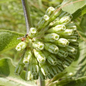 Green milkweed (Asclepias viridiflora)