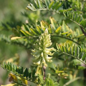 Canada milk vetch (Astragalus canadensis)