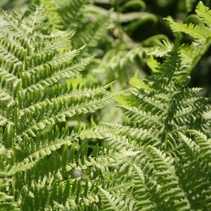 Lady fern (Athyrium filix-femina)