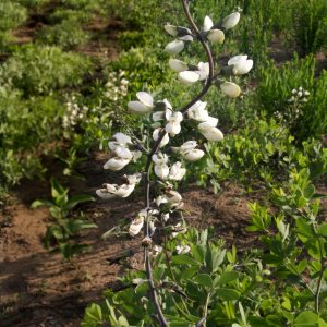 White wild indigo (Baptisia alba)
