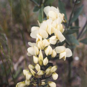 Cream wild indigo (Baptisia bracteata)