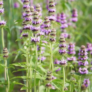 Ohio horse mint (Blephilia ciliata)