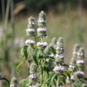 Hairy pagoda plant (Blephilia hirsuta)
