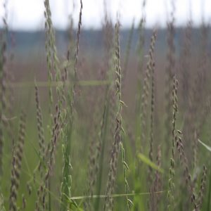 Side oats grama (Bouteloua curtipendula)