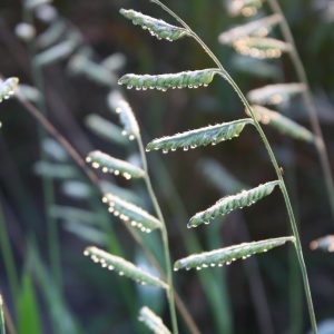 Blue grama grass (Bouteloua gracilis)