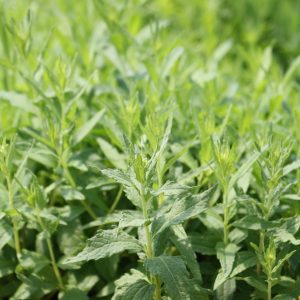 False boneset (Brickellia eupatorioides)