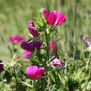Purple poppy mallow (Callirhoe involucrata)