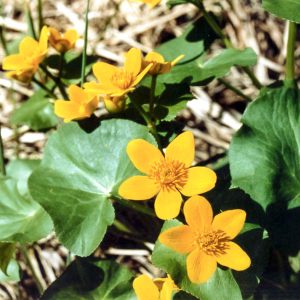 Marsh marigold (Caltha palustris)