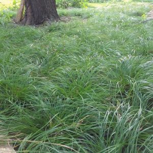 Whitetinge/Cedar sedge (Carex albicans)