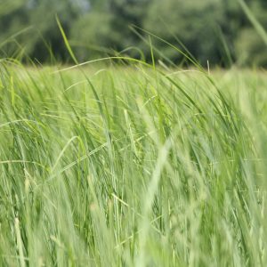 Long-bracted tussock sedge (Carex aquatilis)