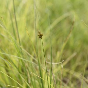 Bebb's oval sedge (Carex bebbii)