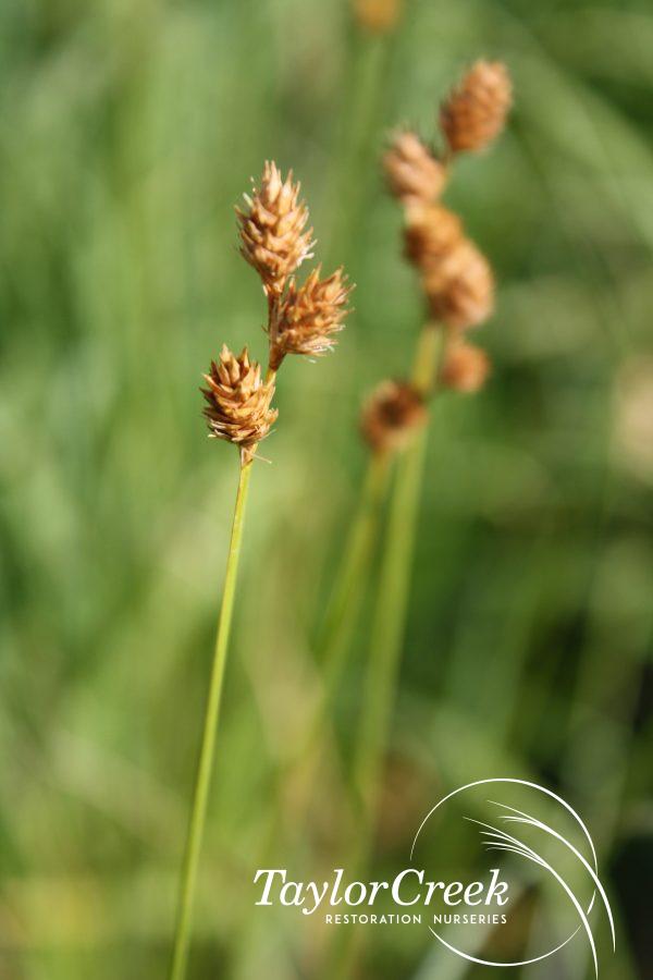 Fescue sedge (Carex brevior)