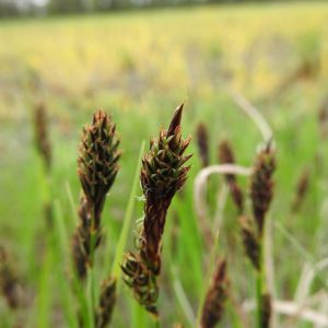 Buxbaum's Sedge (Carex buxbaumii)