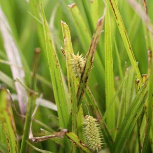 Bristly sedge (Carex comosa)
