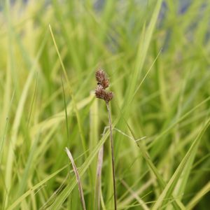 Crested oval sedge (Carex cristatella)