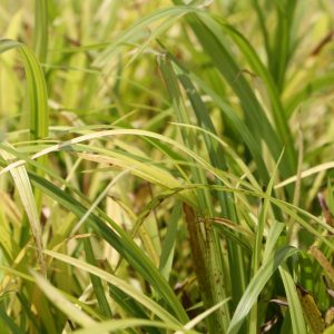 Graceful sedge (Carex gracillima)