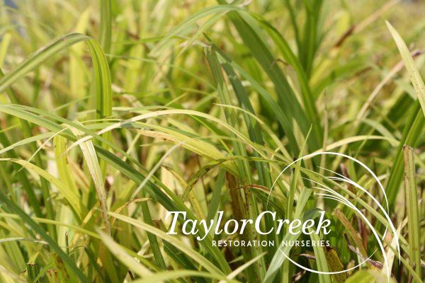 Graceful sedge (Carex gracillima)