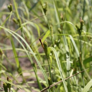 Purple-sheathed graceful sedge (Carex granularis)
