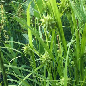 Common bur sedge (Carex grayii)