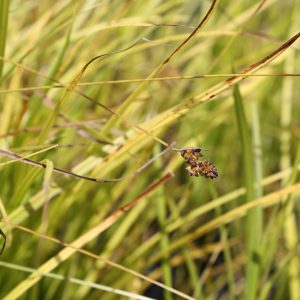 Hairy green sedge (Carex hirsutella)